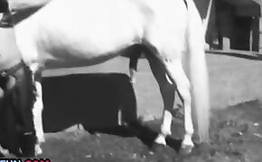 pensamento viajantes whatsapp - horse sex, fucking with animals