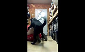 Pornozao novinha magrinha tomando piroca pra valer na xoxota deliciosa - dog bestiality, fucking with animals