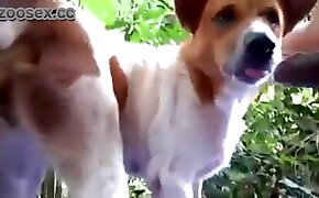 gangster marca de pobre - gay bestiality, beastiality videos