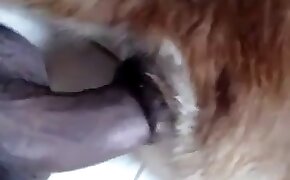 gay bestiality, beastiality videos