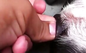 guy fucks animal, zoophilia fuck porn