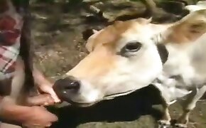 guy fucks animal, zoophilia fuck porn