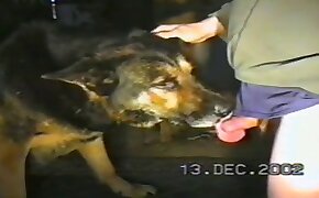 pensamento viajantes whatsapp - free animal porn, gay bestiality