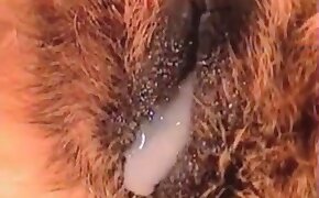 atividades sobre a india - animal porn, sex with animals