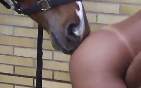 filme mega torrent - sex with animals, horse sex
