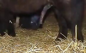 horse sex, sex with animals