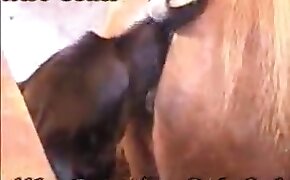horse sex, zoophilia fuck porn