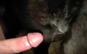 gay bestiality, animal porn