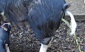 beastiality videos, zoophilia fuck porn