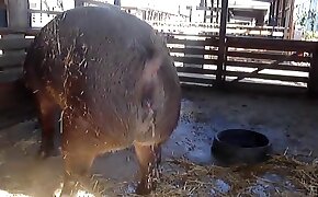 beastiality videos, sexy scenes