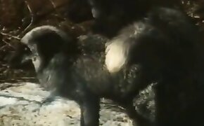 free animal porn, beastiality videos