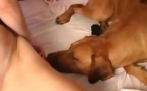 dog bestiality, fucking with animals