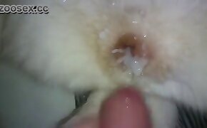 zoophilia fuck porn, dog bestiality